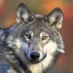 Logo of Wolf Wallpapers android Application 