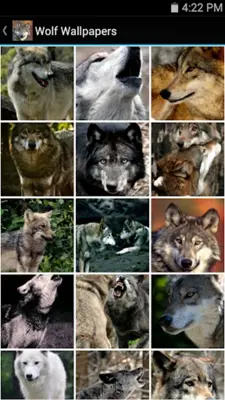 Wolf Wallpapers android App screenshot 1